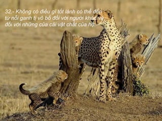 32.- Không có điều gì tốt lành có thể đến
từ nỗi ganh tị vô bổ đối với người khác và
đối với những của cải vật chất của họ.
 