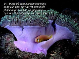 34.- Đừng để cảm xúc làm chủ hành
động của bạn. Hãy quyết định mình
phải làm gì – rồi bạn sẽ thấy rằng
bạn làm chủ được cảm xúc của mình.
 