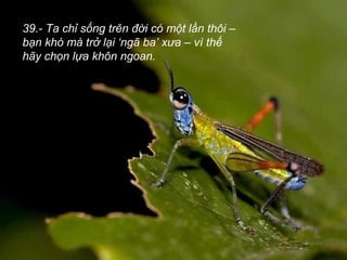 39.- Ta chỉ sống trên đời có một lần thôi –
bạn khó mà trở lại ‘ngã ba’ xưa – vì thế
hãy chọn lựa khôn ngoan.
 