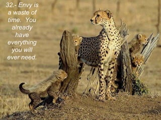 32.- Envy is a waste of time.  You already have everything you will ever need. 