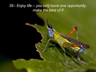 39.- Enjoy life – you only have one opportunity,
make the best of if
 