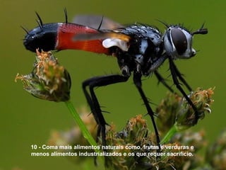 10 - Coma mais alimentos naturais como, frutas e verduras e
menos alimentos industrializados e os que requer sacrifício.
 