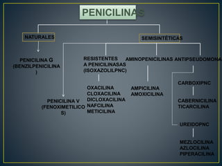 PENICILINAS
NATURALES SEMISINTÉTICAS
PENICILINA G
(BENZILPENICILINA
)
ANTIPSEUDOMONAS
PENICILINA V
(FENOXIMETILICO
S)
RESISTENTES
A PENICILINASAS
(ISOXAZOLILPNC)
OXACILINA
CLOXACILINA
DICLOXACILINA
NAFCILINA
METICILINA
AMINOPENICILINAS
AMPICILINA
AMOXICILINA
CARBOXIPNC
CABERNICILINA
TICARCILINA
UREIDOPNC
MEZLOCILINA
AZLOCILINA
PIPERACILINA
 