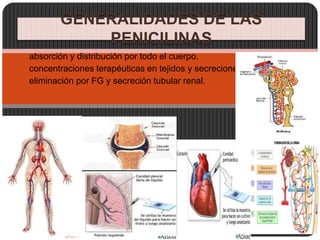  absorción y distribución por todo el cuerpo.
 concentraciones terapéuticas en tejidos y secreciones
 eliminación por FG y secreción tubular renal.
GENERALIDADES DE LAS
PENICILINAS
 