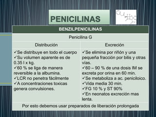 BENZILPENICILINAS
Penicilina G
Distribución Excreción
Se distribuye en todo el cuerpo
Su volumen aparente es de
0.35 l x kg.
60 % se liga de manera
reversible a la albumina.
LCR no penetra fácilmente
A concentraciones toxicas
genera convulsiones.
Se elimina por riñón y una
pequeña fracción por bilis y otras
vías.
60 – 90 % de una dosis IM se
excreta por orina en 60 min.
Se metaboliza a ac. peniciloico.
Vida media 30 min.
FG 10 % y ST 90%
En neonatos excreción mas
lenta.
Por esto debemos usar preparados de liberación prolongada
 