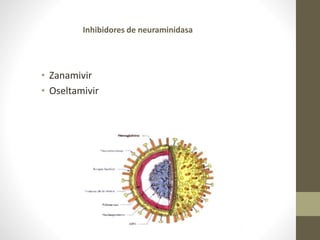 • Zanamivir
• Oseltamivir
Inhibidores de neuraminidasa
 