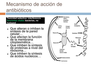 Mecanismo de acción de
antibióticos
Que alteran o inhiben la
síntesis de la pared
celular…
Que afectan la función
de la membrana
citoplasmática…
Que inhiben la síntesis
de proteínas a nivel del
ribosoma…
Que inhiben la síntesis
de ácidos nucleicos…
Toxicidad selectiva: interferencia
funciones vitales bacterias, no
huésped
 