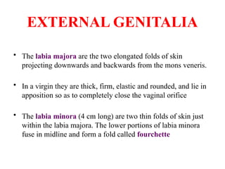 EXTERNAL GENITALIA
• The labia majora are the two elongated folds of skin
projecting downwards and backwards from the mons veneris.
• In a virgin they are thick, firm, elastic and rounded, and lie in
apposition so as to completely close the vaginal orifice
• The labia minora (4 cm long) are two thin folds of skin just
within the labia majora. The lower portions of labia minora
fuse in midline and form a fold called fourchette
 