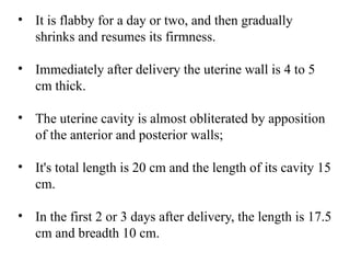 • It is flabby for a day or two, and then gradually
shrinks and resumes its firmness.
• Immediately after delivery the uterine wall is 4 to 5
cm thick.
• The uterine cavity is almost obliterated by apposition
of the anterior and posterior walls;
• It's total length is 20 cm and the length of its cavity 15
cm.
• In the first 2 or 3 days after delivery, the length is 17.5
cm and breadth 10 cm.
 