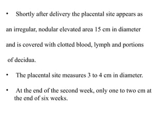 • Shortly after delivery the placental site appears as
an irregular, nodular elevated area 15 cm in diameter
and is covered with clotted blood, lymph and portions
of decidua.
• The placental site measures 3 to 4 cm in diameter.
• At the end of the second week, only one to two cm at
the end of six weeks.
 