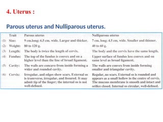 4. Uterus :
Parous uterus and Nulliparous uterus.
 