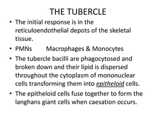 THE TUBERCLE
• The initial response is in the
reticuloendothelial depots of the skeletal
tissue.
• PMNs Macrophages & Monocytes
• The tubercle bacilli are phagocytosed and
broken down and their lipid is dispersed
throughout the cytoplasm of mononuclear
cells transforming them into epitheloid cells.
• The epitheloid cells fuse together to form the
langhans giant cells when caesation occurs.
 