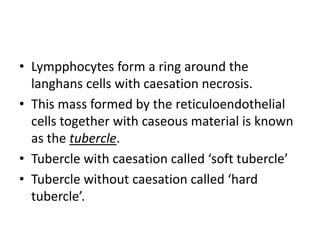 • Lympphocytes form a ring around the
langhans cells with caesation necrosis.
• This mass formed by the reticuloendothelial
cells together with caseous material is known
as the tubercle.
• Tubercle with caesation called ‘soft tubercle’
• Tubercle without caesation called ‘hard
tubercle’.
 