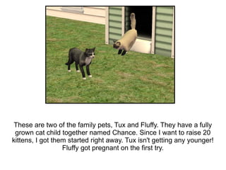 These are two of the family pets, Tux and Fluffy. They have a fully
 grown cat child together named Chance. Since I want to raise 20
kittens, I got them started right away. Tux isn't getting any younger!
                  Fluffy got pregnant on the first try.
 