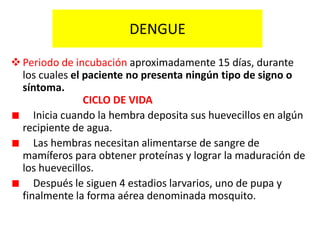 DENGUE
 Periodo de incubación aproximadamente 15 días, durante
los cuales el paciente no presenta ningún tipo de signo o
síntoma.
CICLO DE VIDA
Inicia cuando la hembra deposita sus huevecillos en algún
recipiente de agua.
Las hembras necesitan alimentarse de sangre de
mamíferos para obtener proteínas y lograr la maduración de
los huevecillos.
Después le siguen 4 estadios larvarios, uno de pupa y
finalmente la forma aérea denominada mosquito.

 
