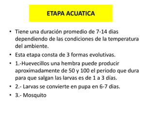 ETAPA ACUATICA
• Tiene una duración promedio de 7-14 dias
dependiendo de las condiciones de la temperatura
del ambiente.
• Esta etapa consta de 3 formas evolutivas.
• 1.-Huevecillos una hembra puede producir
aproximadamente de 50 y 100 el periodo que dura
para que salgan las larvas es de 1 a 3 días.
• 2.- Larvas se convierte en pupa en 6-7 dias.
• 3.- Mosquito

 