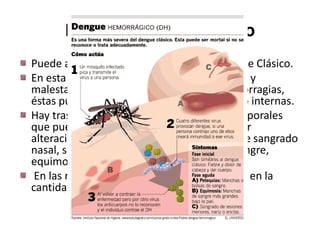 El Dengue Hemorrágico
Puede aparecer precedido o no de un Dengue Clásico.
En esta forma de Dengue también hay fiebre y
malestar general, se pueden presentar
hemorragias, éstas pueden ser leves o
intensas, externas o internas.
Hay trastornos en la sangre y los líquidos corporales
que pueden manifestarse como sangrado por
alteraciones en la coagulación, observándose sangrado
nasal, sangrado en las encías, vómito con
sangre, equimosis o enrojecimiento de la piel.
En las mujeres puede ocurrir un incremento en la
cantidad o duración del periodo menstrual.

 