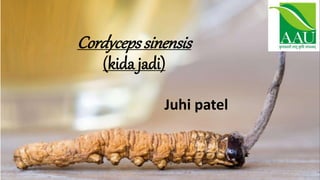 Cordycepssinensis
(kida jadi)
Juhi patel
 