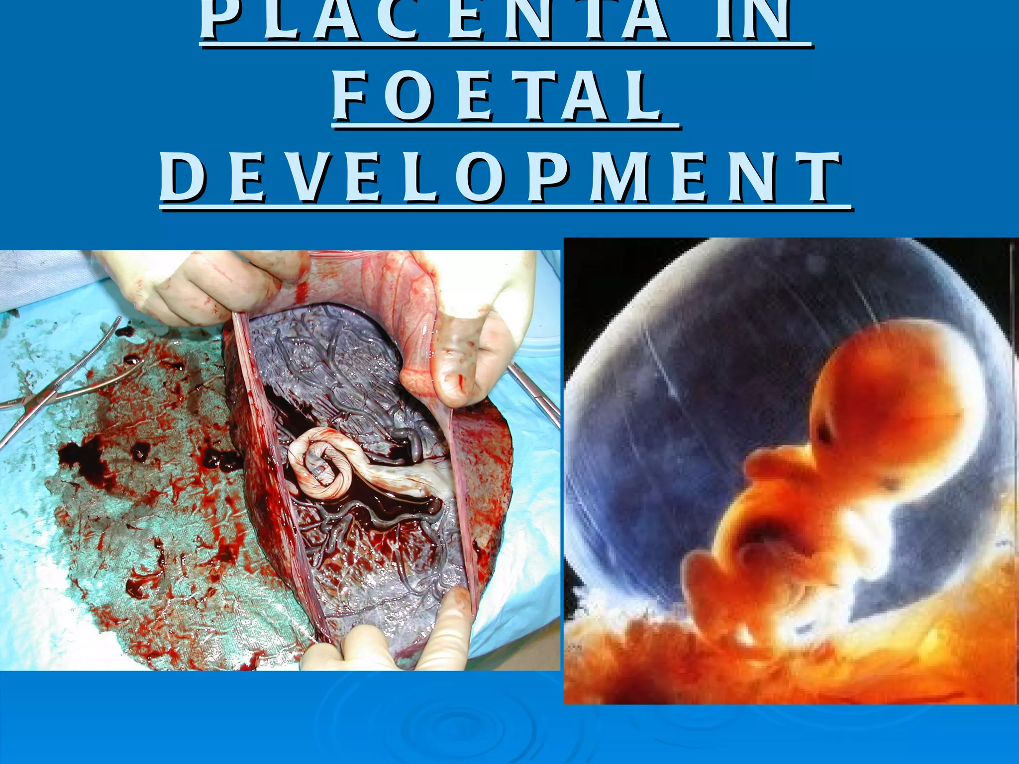 P L A C E N TA IN
     F O E TA L
D E VE L O P M E N T
 