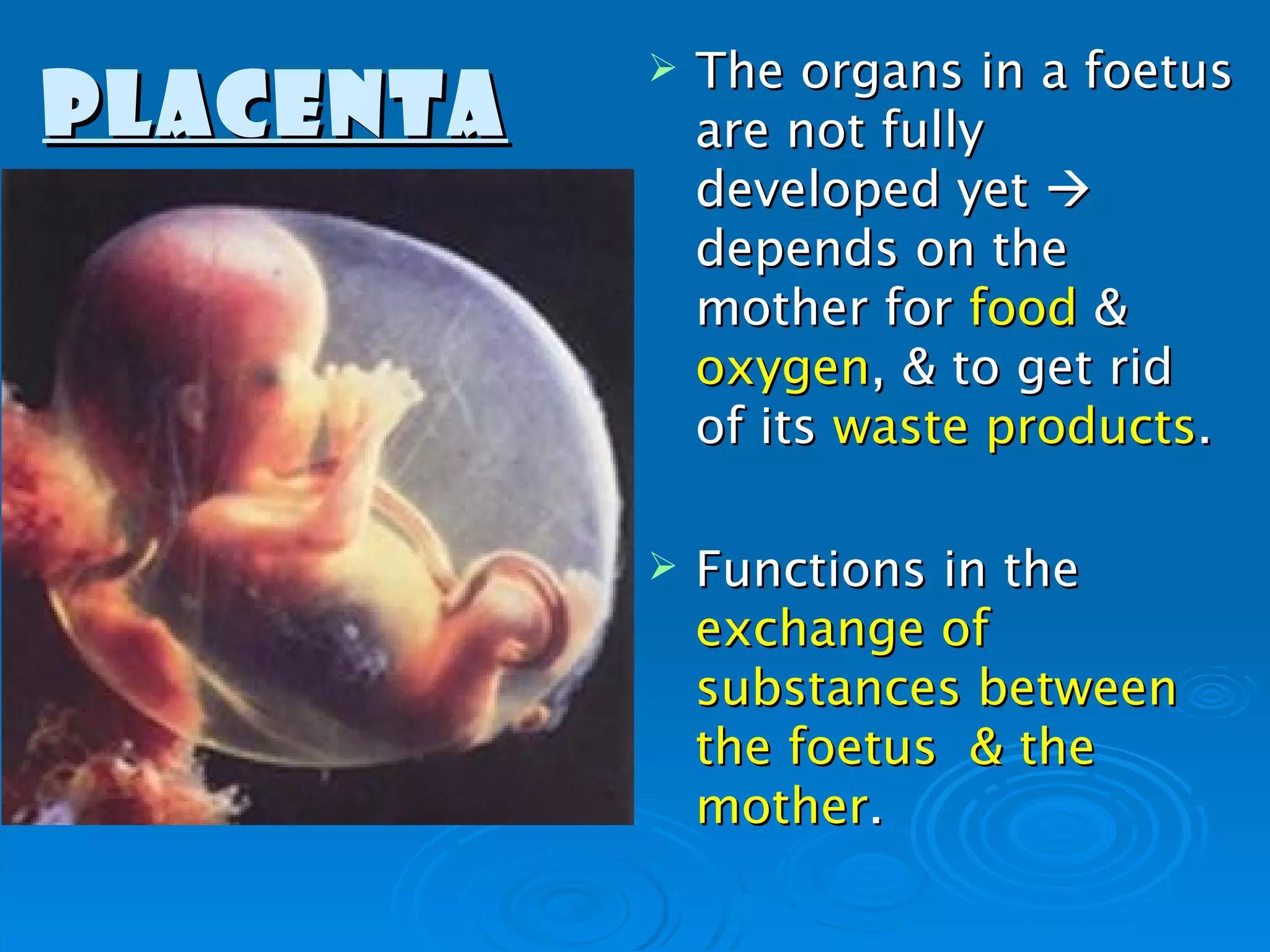    The organs in a foetus
PLACENTA       are not fully
               developed yet 
               depends on the
               mother for food &
               oxygen, & to get rid
               of its waste products.

              Functions in the
               exchange of
               substances between
               the foetus & the
               mother.
 