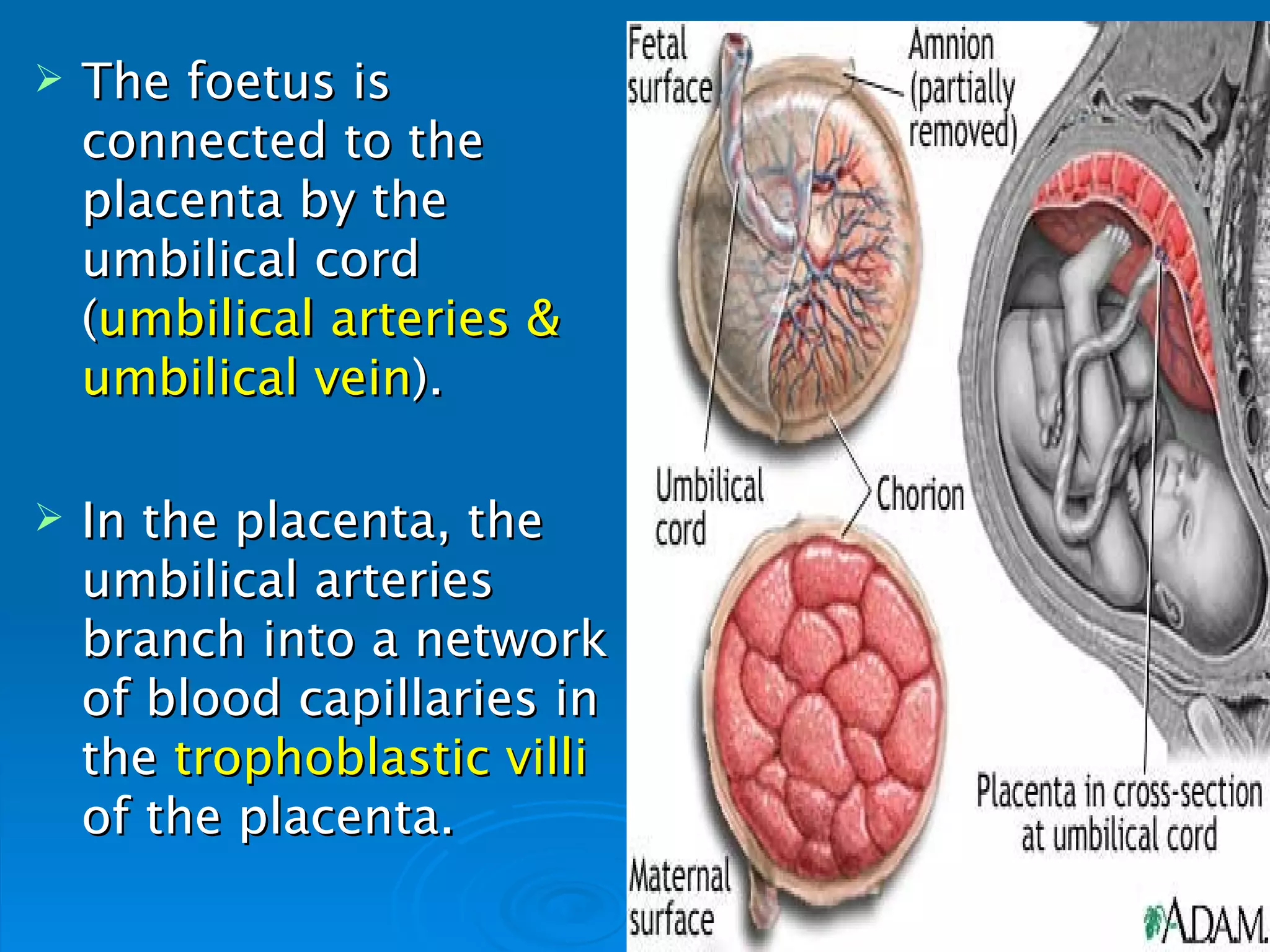    The foetus is
    connected to the
    placenta by the
    umbilical cord
    (umbilical arteries &
    umbilical vein).

   In the placenta, the
    umbilical arteries
    branch into a network
    of blood capillaries in
    the trophoblastic villi
    of the placenta.
 