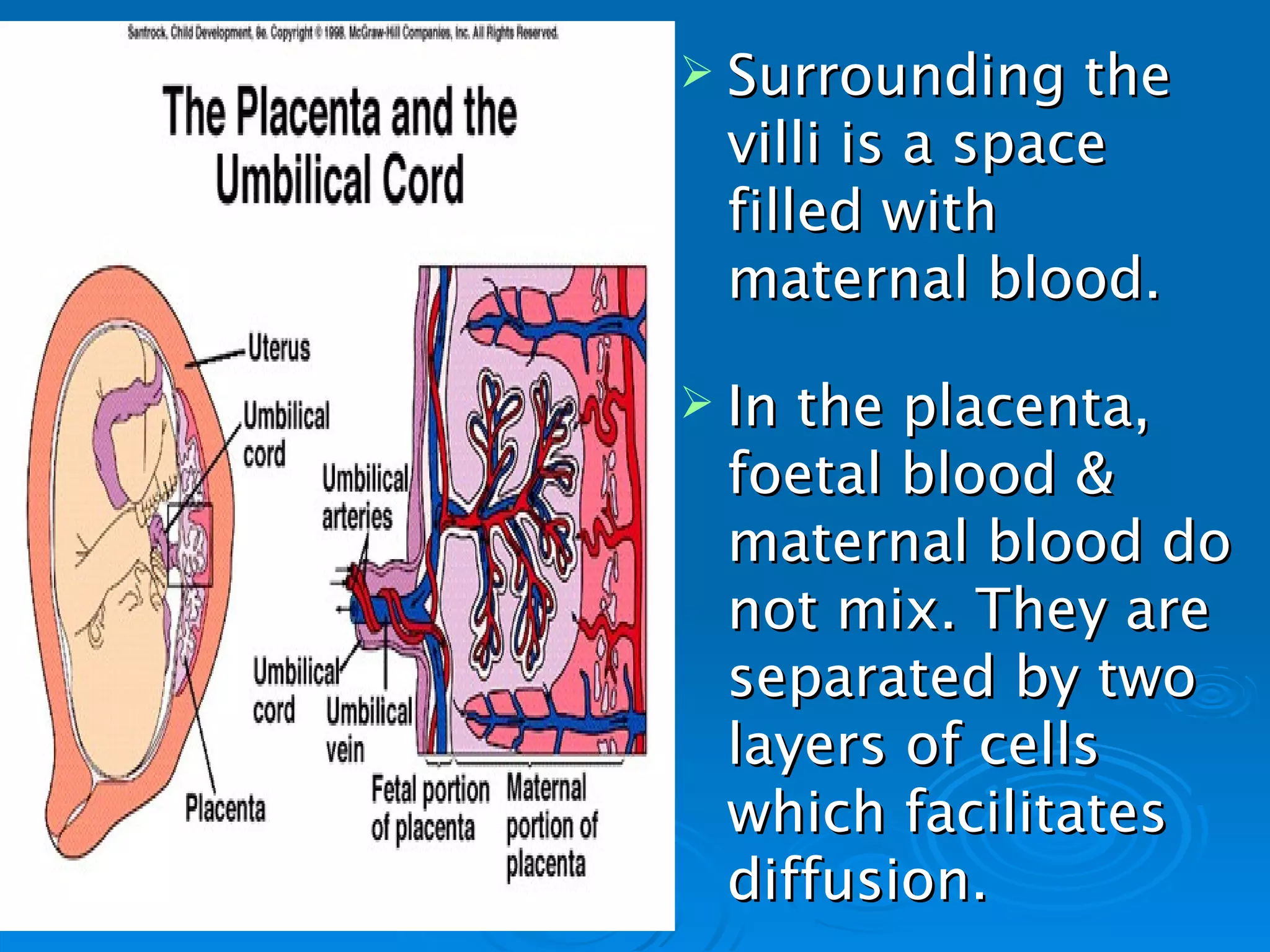 Surrounding   the
 villi is a space
 filled with
 maternal blood.

 Inthe placenta,
 foetal blood &
 maternal blood do
 not mix. They are
 separated by two
 layers of cells
 which facilitates
 diffusion.
 