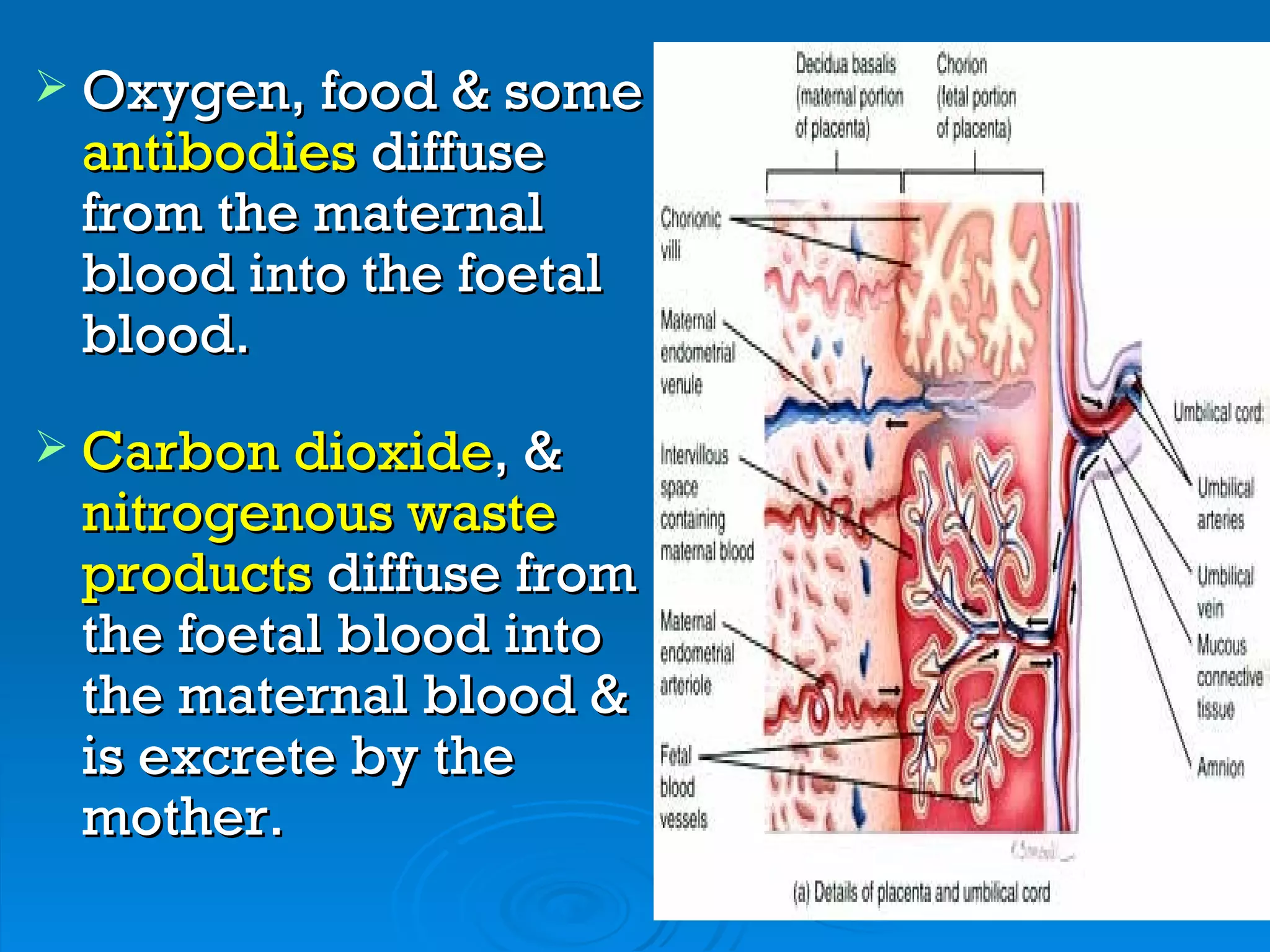  Oxygen, food & some
 antibodies diffuse
 from the maternal
 blood into the foetal
 blood.
 Carbon dioxide, &
 nitrogenous waste
 products diffuse from
 the foetal blood into
 the maternal blood &
 is excrete by the
 mother.
 