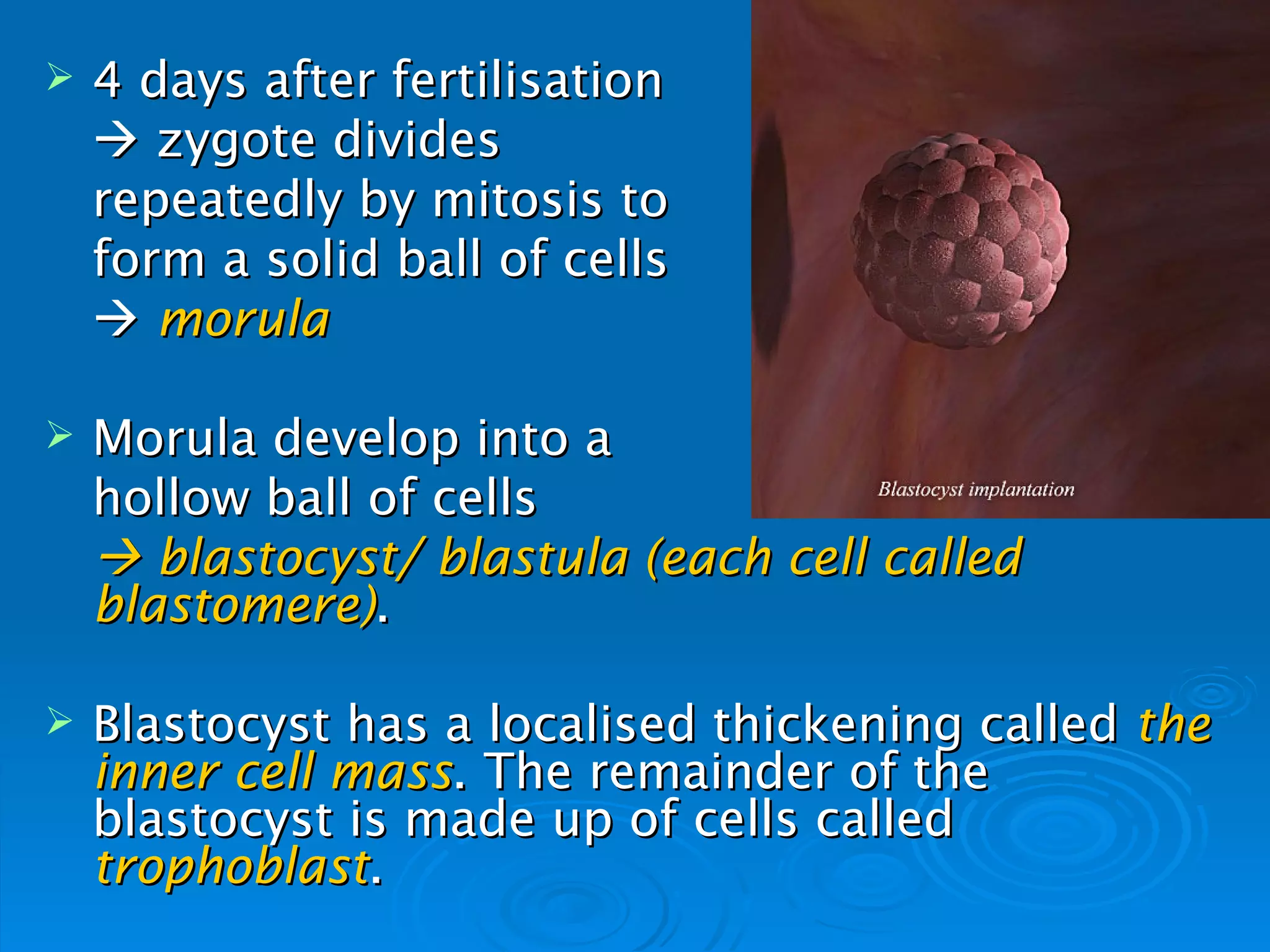    4 days after fertilisation
     zygote divides
    repeatedly by mitosis to
    form a solid ball of cells
     morula

   Morula develop into a
    hollow ball of cells
     blastocyst/ blastula (each cell called
    blastomere).

   Blastocyst has a localised thickening called the
    inner cell mass. The remainder of the
    blastocyst is made up of cells called
    trophoblast.
 