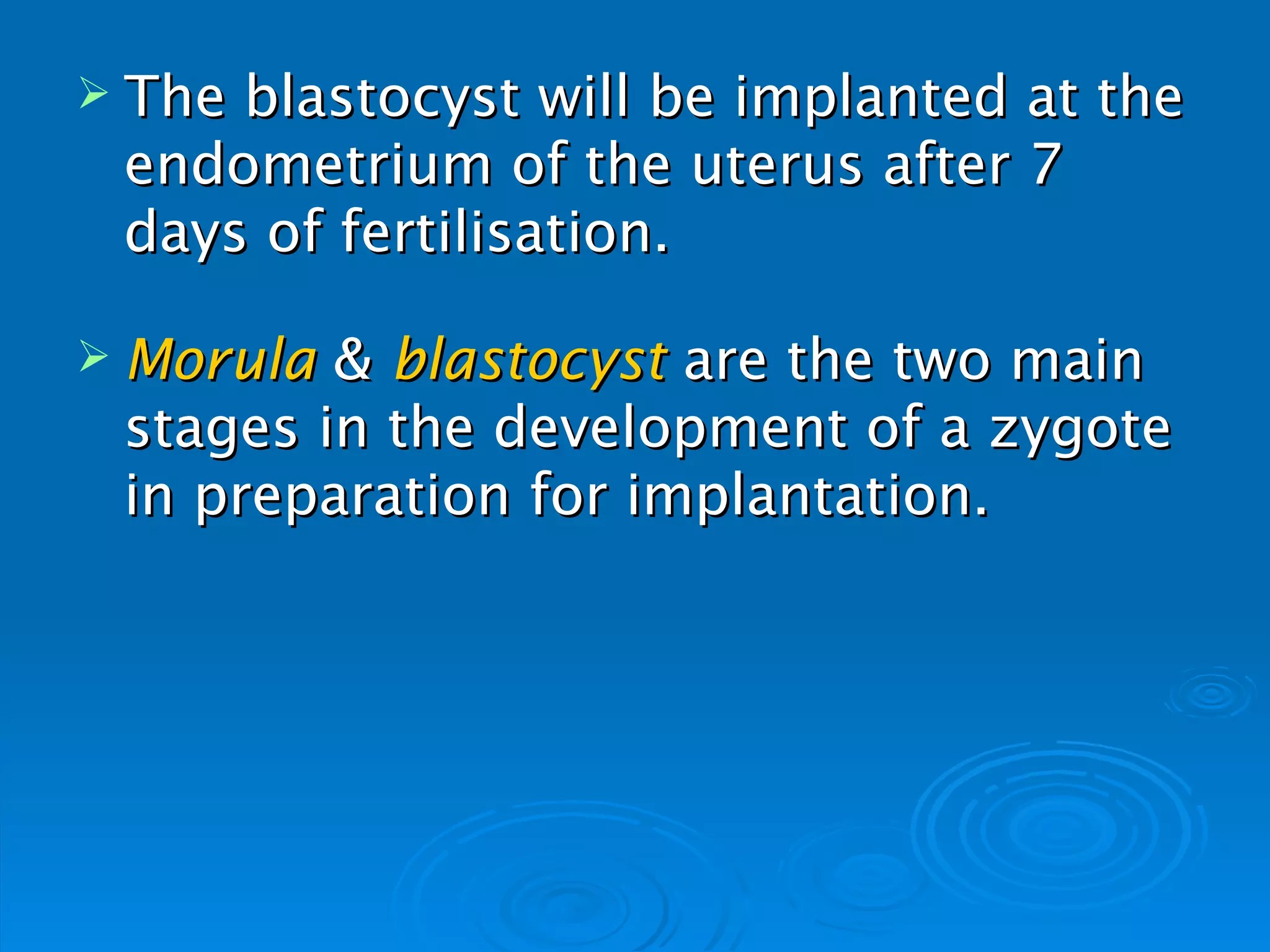  Theblastocyst will be implanted at the
 endometrium of the uterus after 7
 days of fertilisation.

 Morula & blastocyst are the two main
 stages in the development of a zygote
 in preparation for implantation.
 