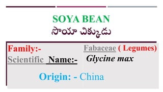 SOYA BEAN
సొయా చిక్కుడు
Family:-
Scientific Name:-
Fabaceae ( Legumes)
Glycine max
Origin: - China
 