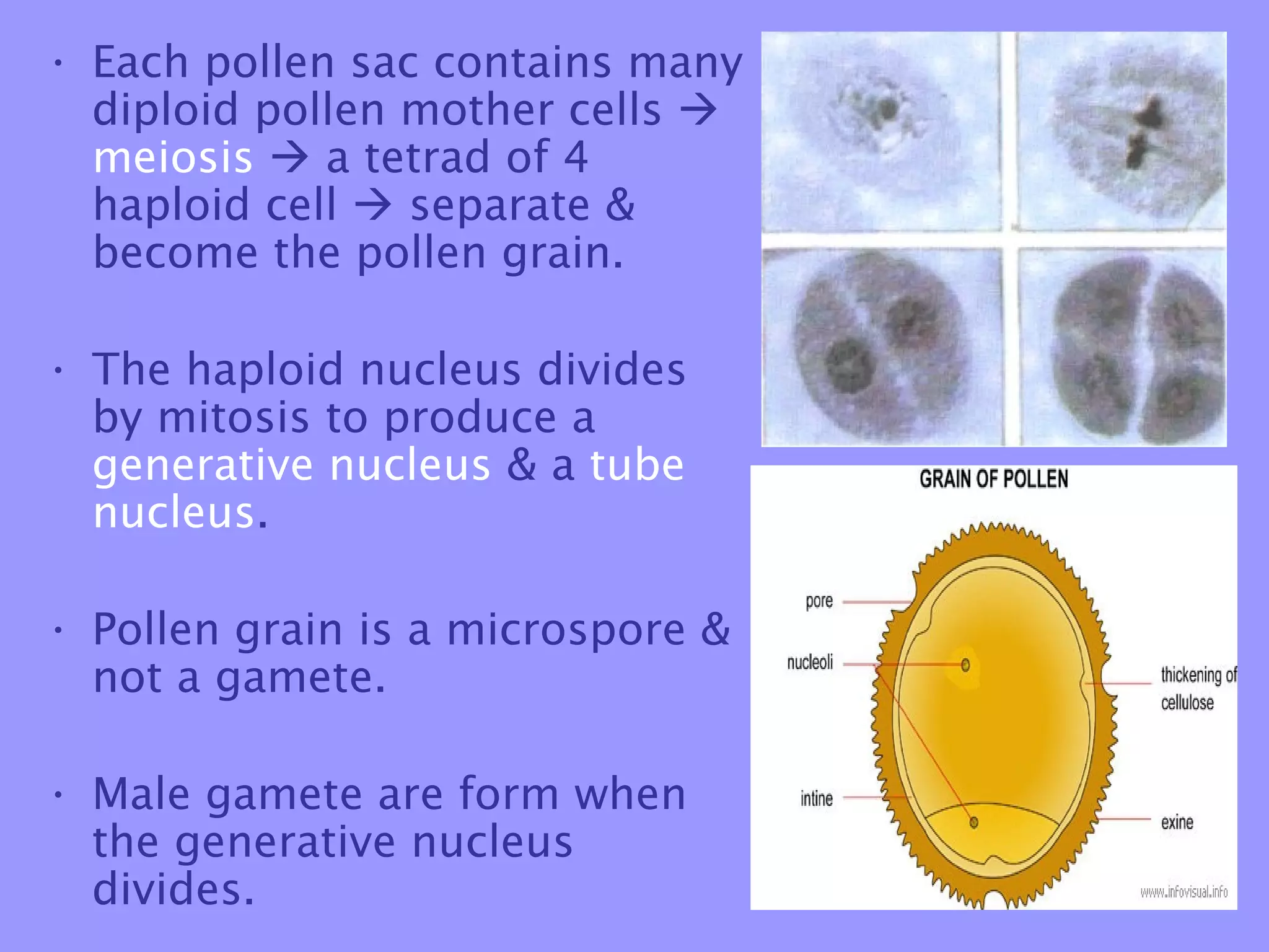 • Each pollen sac contains many
  diploid pollen mother cells 
  meiosis  a tetrad of 4
  haploid cell  separate &
  become the pollen grain.

• The haploid nucleus divides
  by mitosis to produce a
  generative nucleus & a tube
  nucleus.

• Pollen grain is a microspore &
  not a gamete.

• Male gamete are form when
  the generative nucleus
  divides.
 