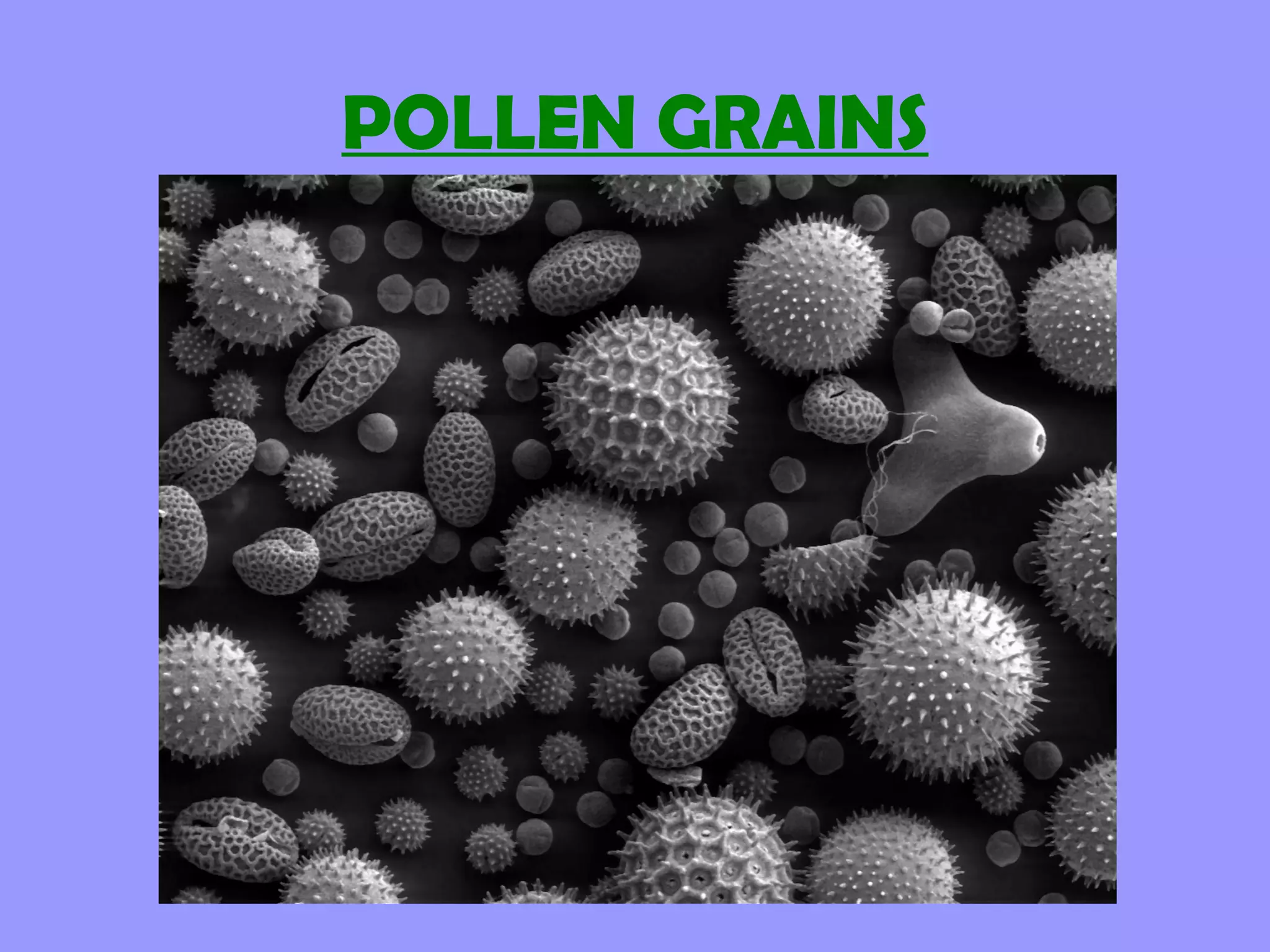 POLLEN GRAINS
 