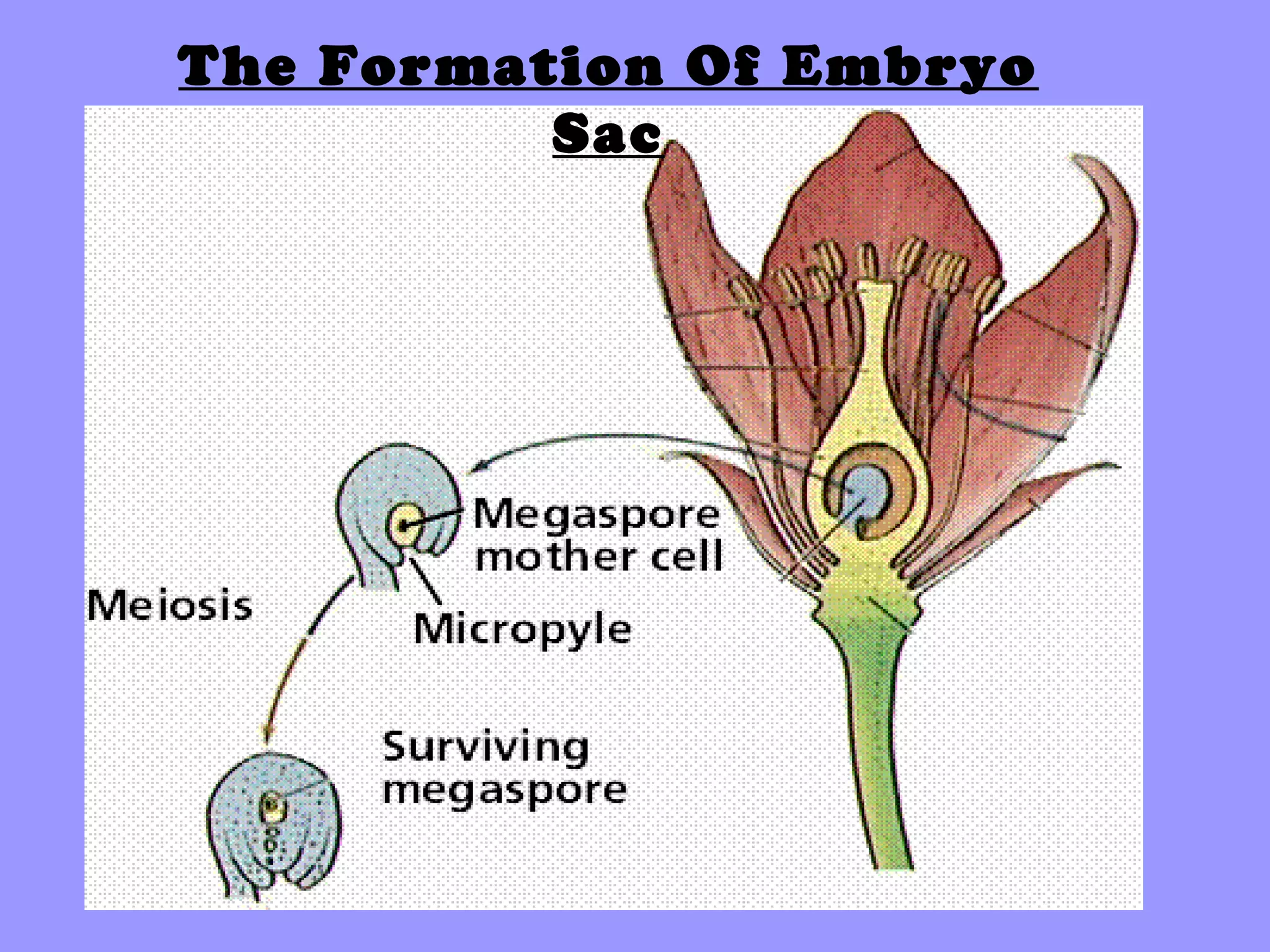 The Formation Of Embryo
          Sac
 