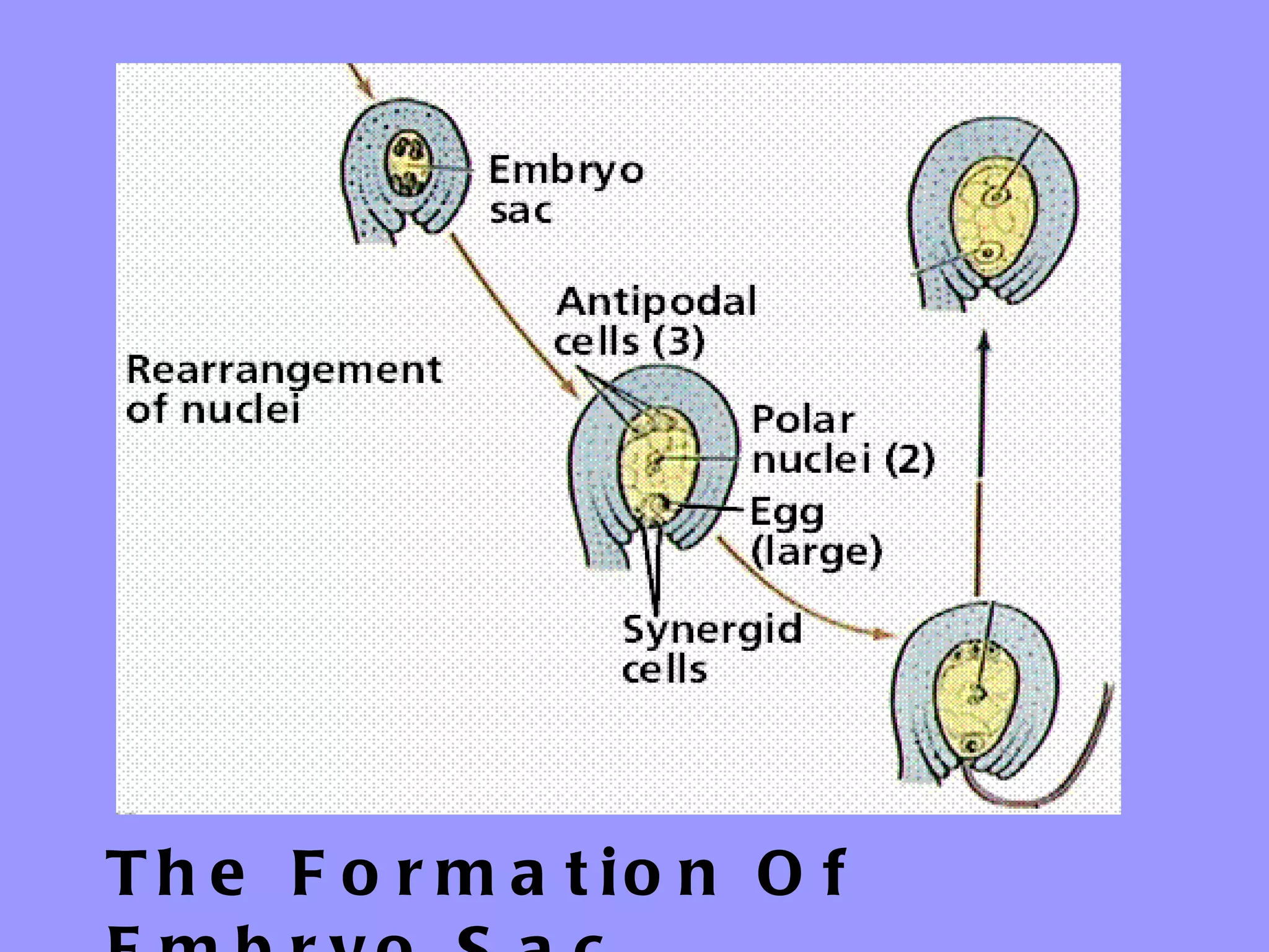 T h e F o r m a t io n O f
 