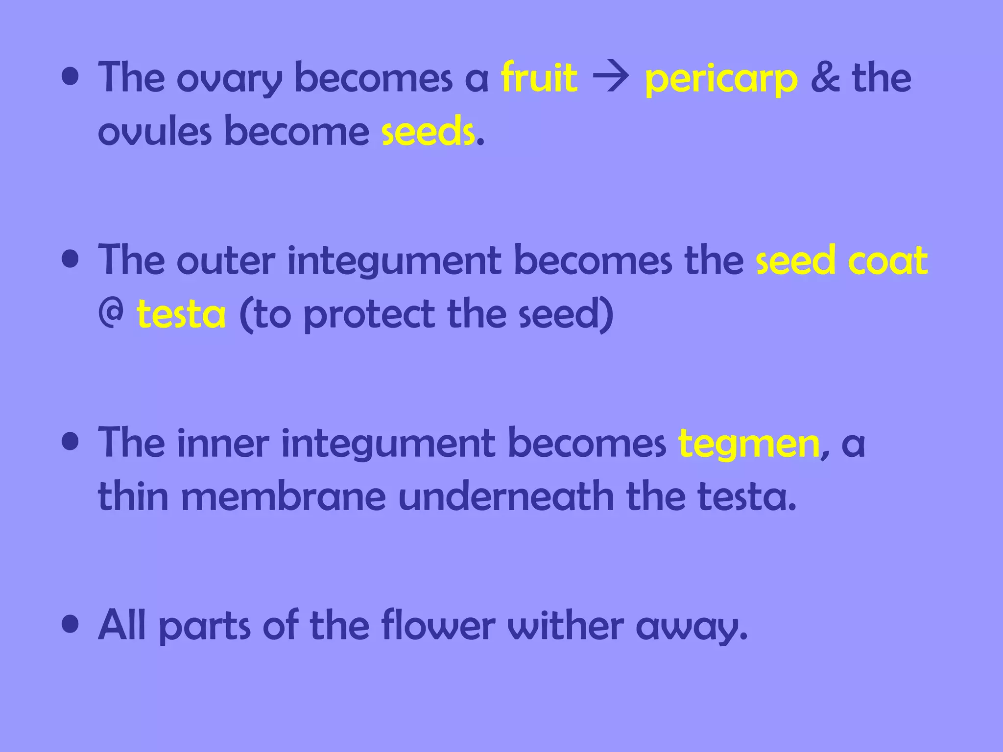 • The ovary becomes a fruit  pericarp & the
  ovules become seeds.

• The outer integument becomes the seed coat
  @ testa (to protect the seed)

• The inner integument becomes tegmen, a
  thin membrane underneath the testa.

• All parts of the flower wither away.
 