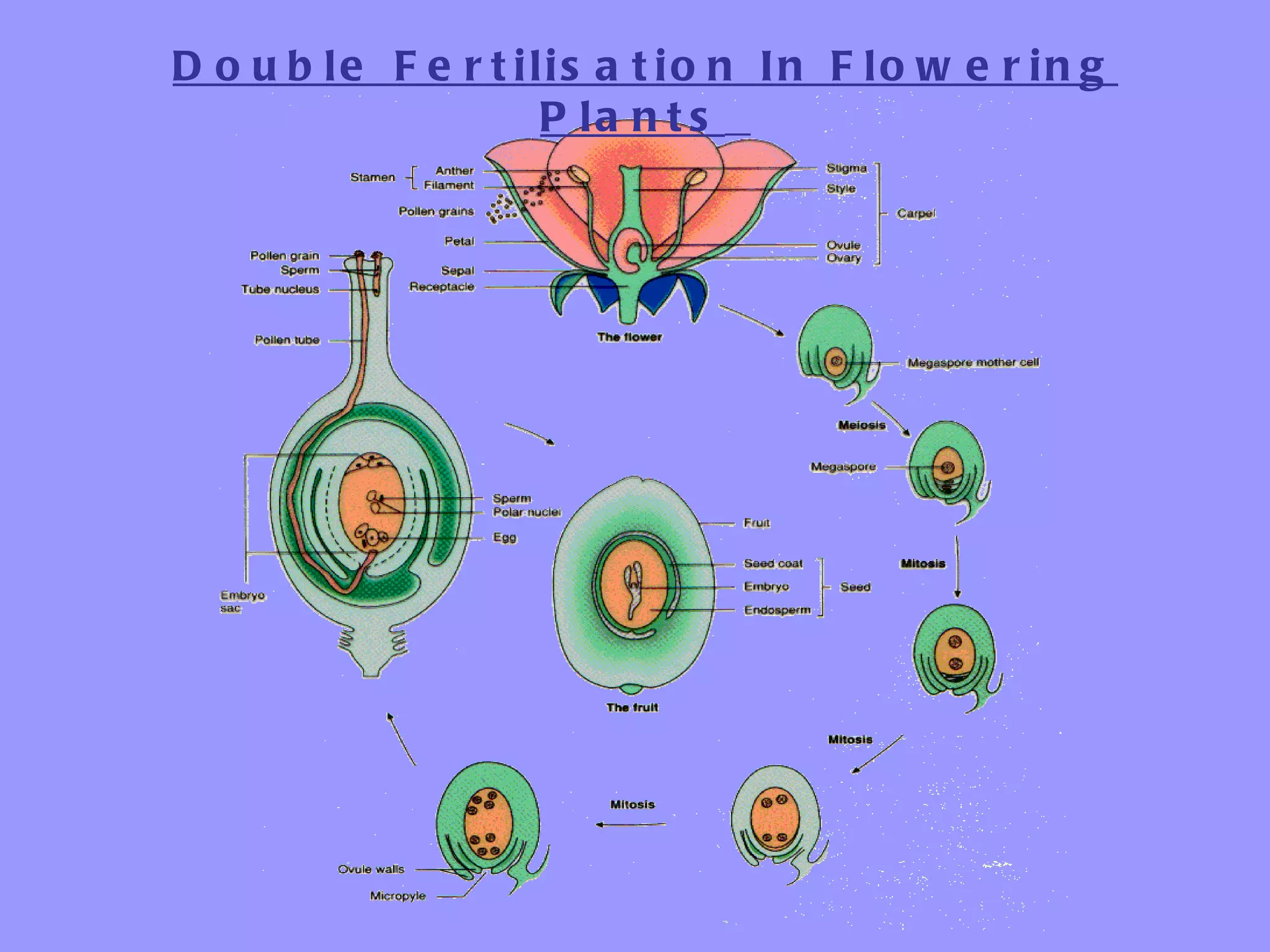 D o u b le F e r t ilis a t io n In F lo w e r in g
                     P la n t s
 