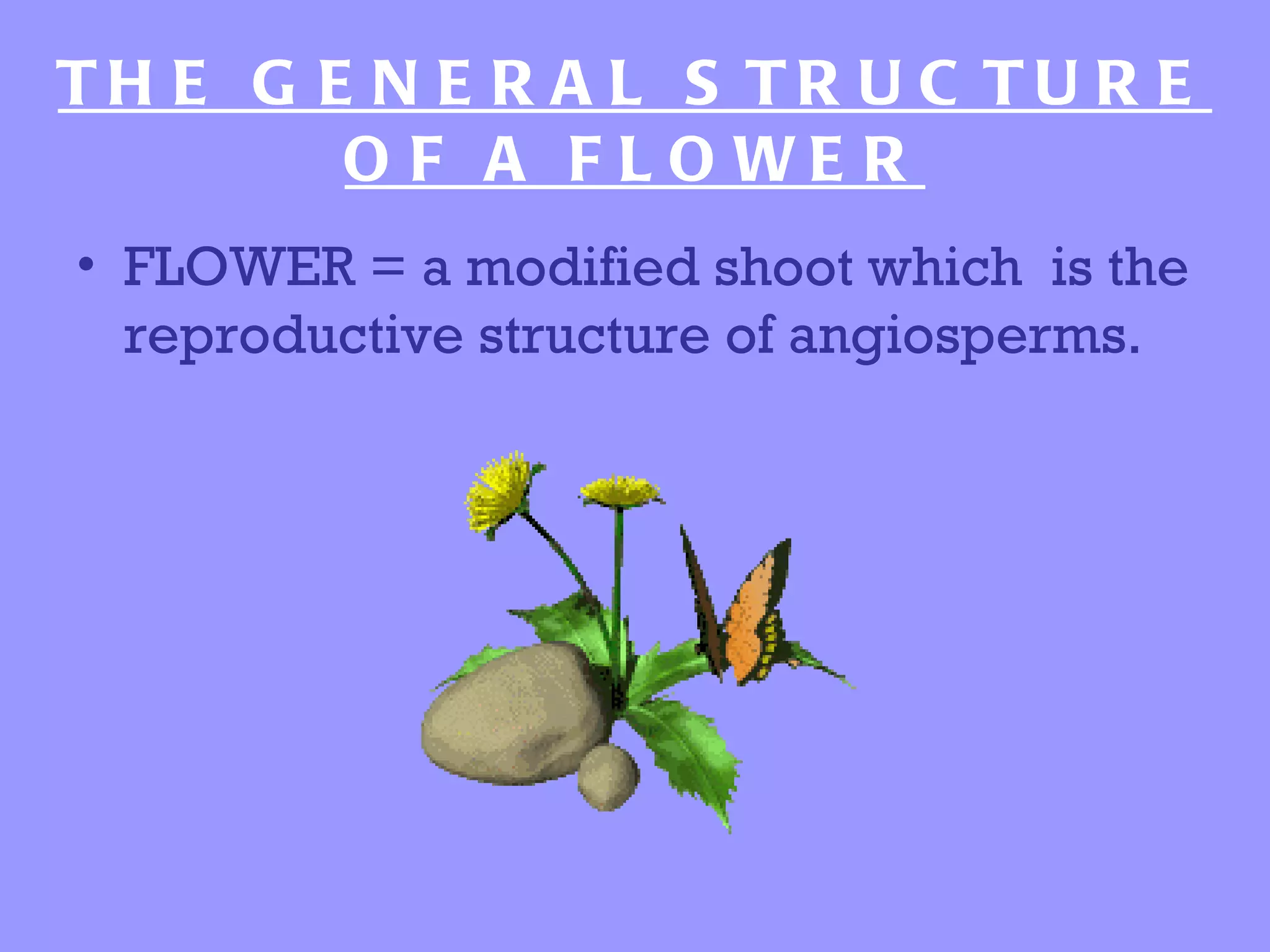 TH E G E N E R A L S TR U C TU R E
        O F A F L O WE R
• FLOWER = a modified shoot which is the
  reproductive structure of angiosperms.
 