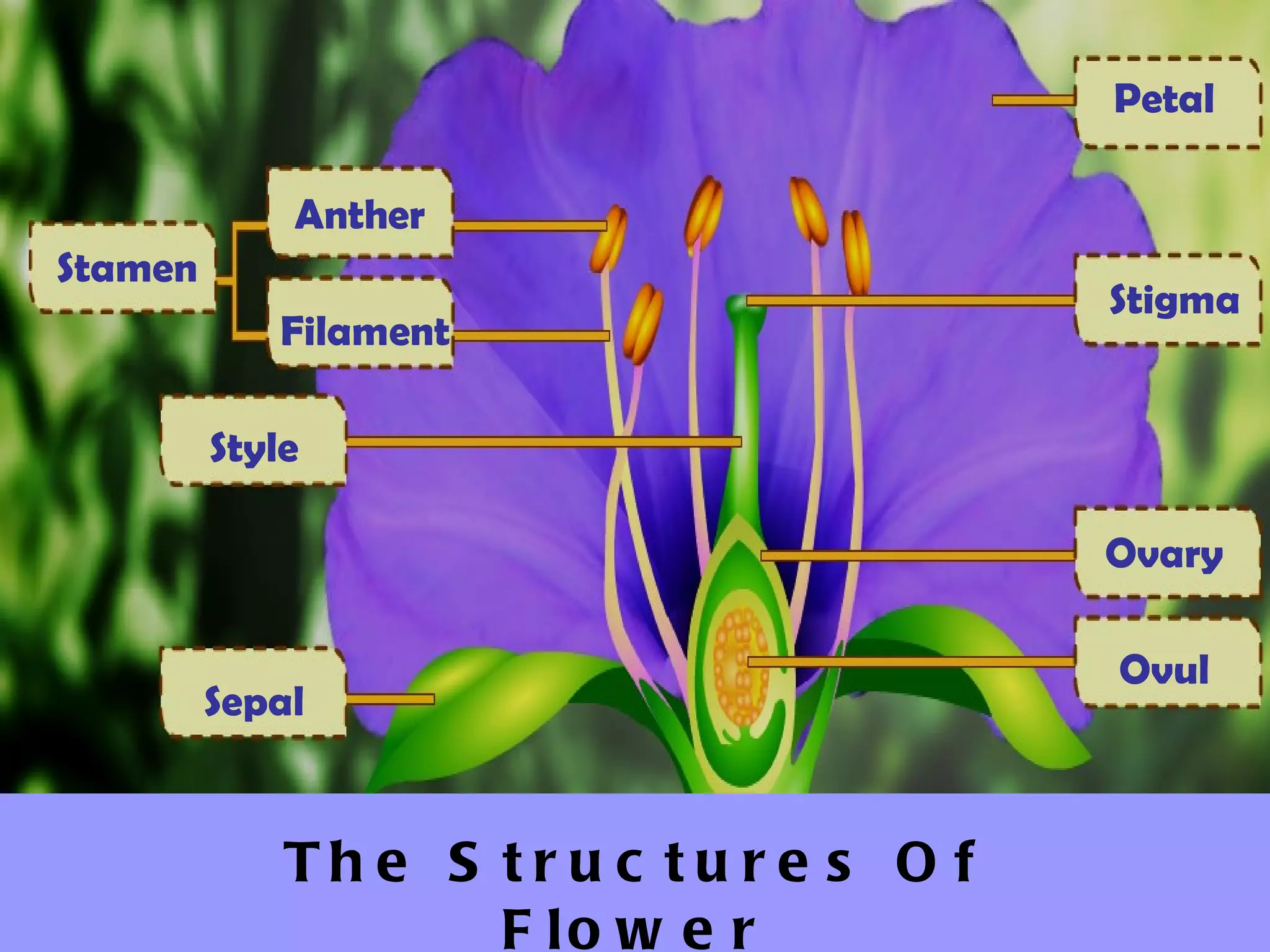 Petal

             Anther
Stamen
                                        Stigma
            Filament

         Style

                                        Ovary

                                        Ovul
         Sepal


             Th e S tru c tu re s O f
                    F lo w e r
 