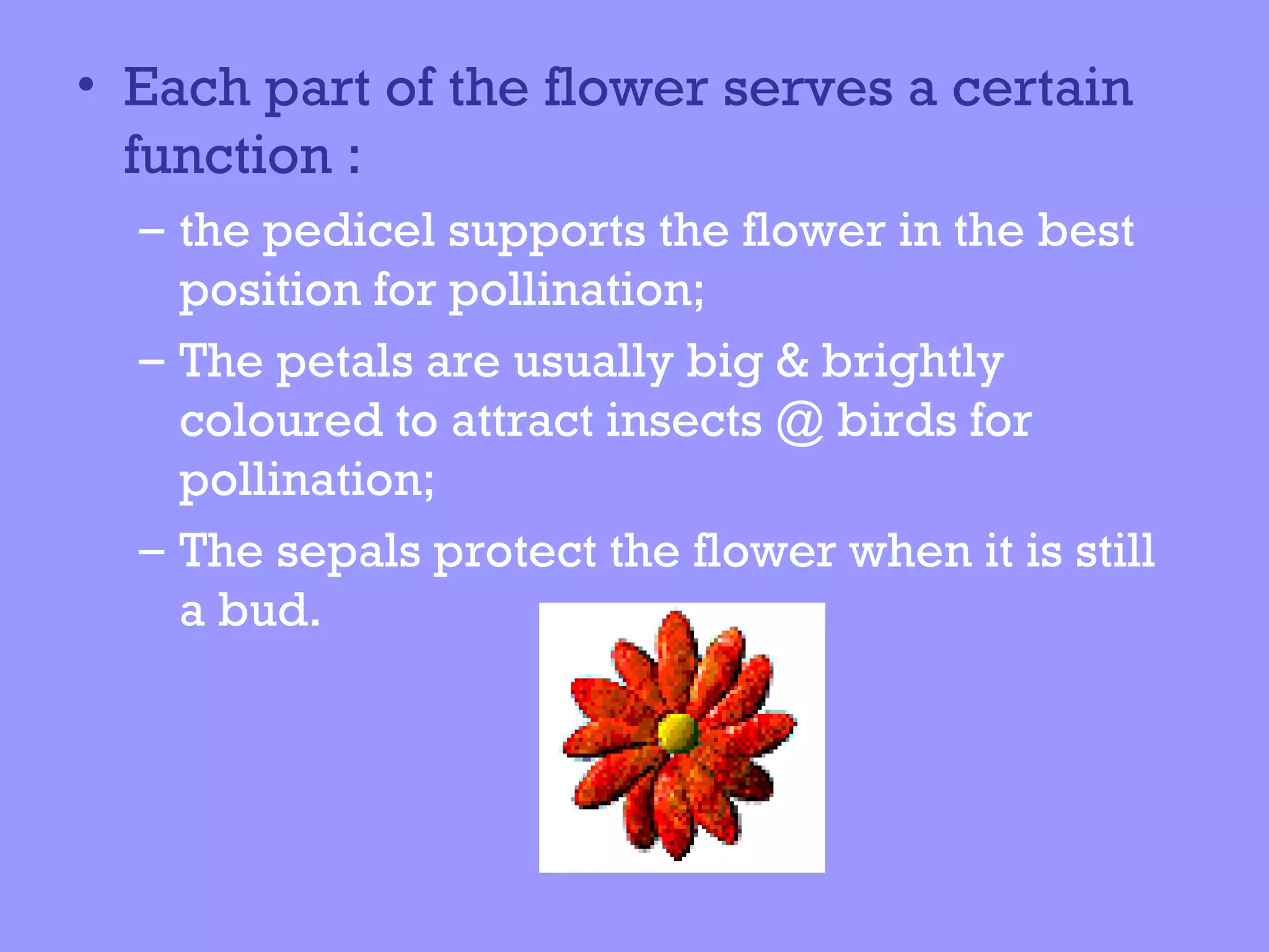 • Each part of the flower serves a certain
  function :
  – the pedicel supports the flower in the best
    position for pollination;
  – The petals are usually big & brightly
    coloured to attract insects @ birds for
    pollination;
  – The sepals protect the flower when it is still
    a bud.
 
