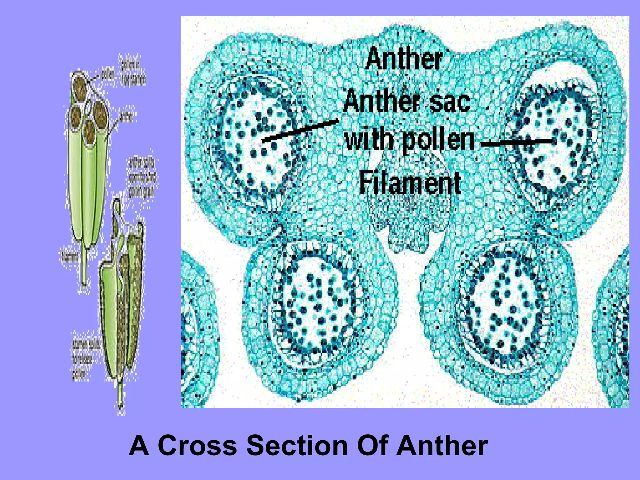 A Cross Section Of Anther
 