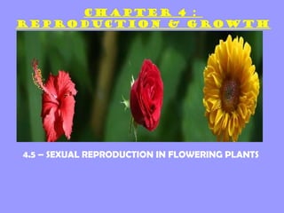 CHAPTER 4 :
REPRODUCTION & GROWTH




4.5 – SEXUAL REPRODUCTION IN FLOWERING PLANTS
 