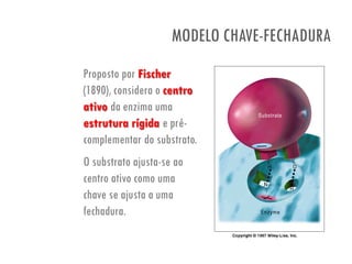 MODELO CHAVE-FECHADURA
Proposto por Fischer
(1890), considera o centro
ativo da enzima uma
estrutura rígida e pré-
complementar do substrato.
O substrato ajusta-se ao
centro ativo como uma
chave se ajusta a uma
fechadura.
 