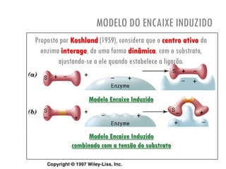 MODELO DO ENCAIXE INDUZIDO
Modelo Encaixe Induzido
Modelo Encaixe Induzido
combinado com a tensão do substrato
Proposto por Koshland (1959), considera que o centro ativo da
enzima interage, de uma forma dinâmica, com o substrato,
ajustando-se a ele quando estabelece a ligação.
 