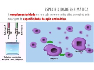 A complementaridade entre o substrato e o centro ativo da enzima está
na origem da especificidade de ação enzimática.
ESPECIFICIDADE ENZIMÁTICA
 