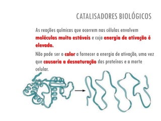 CATALISADORES BIOLÓGICOS
As reações químicas que ocorrem nas células envolvem
moléculas muito estáveis e cuja energia de ativação é
elevada.
Não pode ser o calor a fornecer a energia de ativação, uma vez
que causaria a desnaturação das proteínas e a morte
celular.
 