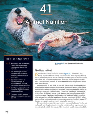 41
Animal Nutrition
The Need to Feed
Dinnertime has arrived for the sea otter in Figure 41.1 (and for the crab,
though in quite a different sense). The muscles and other organs of the crab
will be chewed into pieces, broken down by acid and enzymes in the otter’s diges-
tive system, and finally absorbed as small molecules into the body of the otter.
Such a process is what is meant by animal nutrition: food being taken in, taken
apart, and taken up.
Although dining on fish, crabs, urchins, and abalone is the sea otter’s specialty,
all animals eat other organisms—dead or alive, piecemeal or whole. Unlike plants,
animals must consume food for both energy and the organic molecules used to as-
semble new molecules, cells, and tissues. Despite this shared need, animals have
diverse diets. Herbivores, such as cattle, sea slugs, and caterpillars, dine mainly
on plants or algae. Carnivores, such as sea otters, hawks, and spiders, mostly eat
other animals. Rats and other omnivores (from the Latin omnis, all) don’t in fact
eat everything, but they do regularly consume animals as well as plants or algae. We
humans are typically omnivores, as are cockroaches and crows.
The terms herbivore, carnivore, and omnivore represent the kinds of food an ani-
mal usually eats. Keep in mind, however, that most animals are opportunistic feed-
ers, eating foods outside their standard diet when their usual foods aren’t available.
▲ Figure 41.1 How does a crab help an otter
make fur?
K E Y C O N C E P T S
41.1 An animal’s diet must supply
chemical energy, organic
molecules, and essential
nutrients
41.2 The main stages of food
processing are ingestion,
digestion, absorption, and
elimination
41.3 Organs specialized for
sequential stages of
food processing form the
mammalian digestive system
41.4 Evolutionary adaptations of
vertebrate digestive systems
correlate with diet
41.5 Feedback circuits regulate
digestion, energy storage, and
appetite
892
 