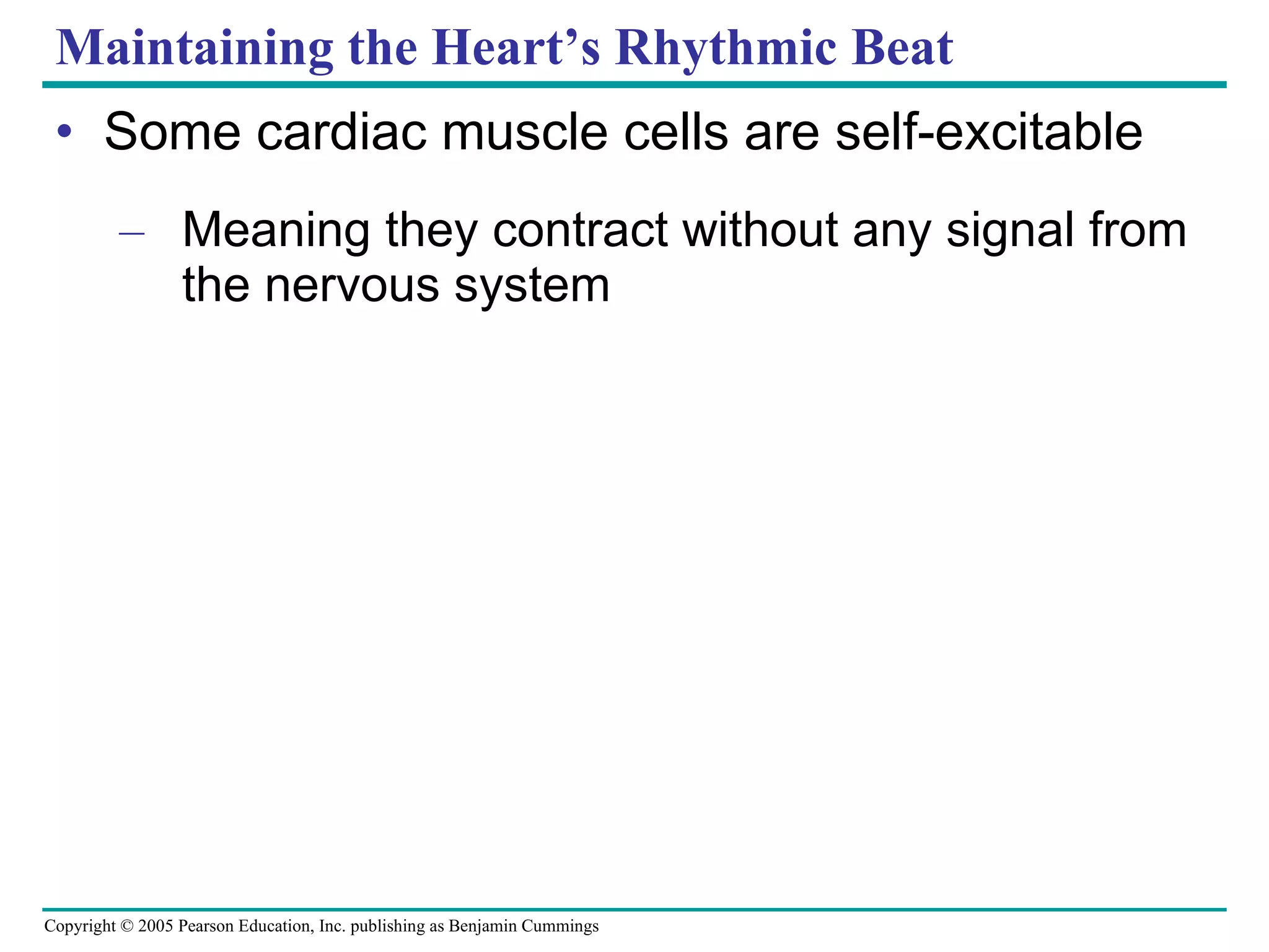 Maintaining the Heart’s Rhythmic Beat Some cardiac muscle cells are self-excitable Meaning they contract without any signal from the nervous system 