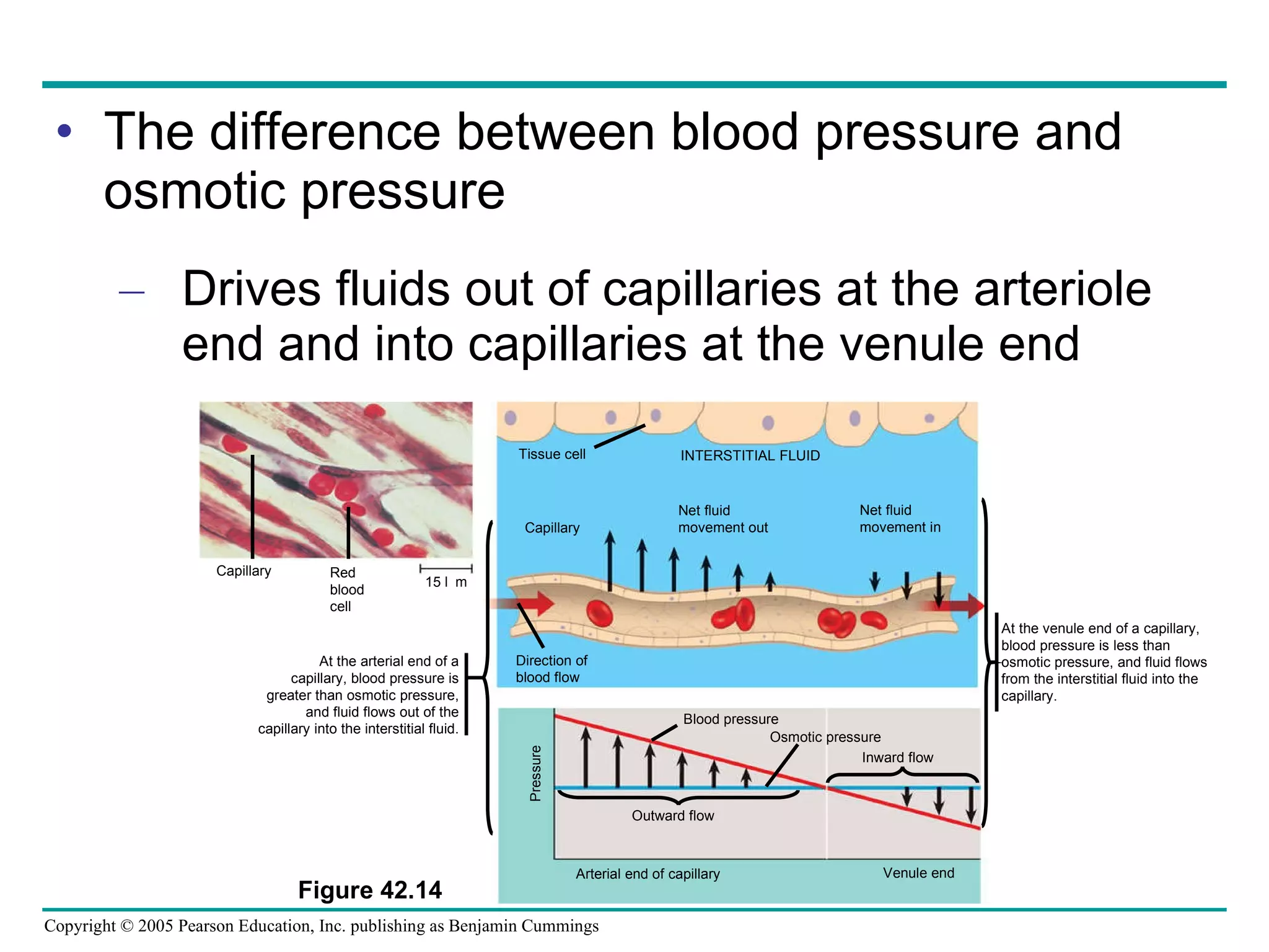 The difference between blood pressure and osmotic pressure Drives fluids out of capillaries at the arteriole end and into capillaries at the venule end At the arterial end of a capillary, blood pressure is greater than osmotic pressure, and fluid flows out of the capillary into the interstitial fluid. Capillary Red blood cell 15 m Tissue cell INTERSTITIAL FLUID Capillary Net fluid movement out Net fluid movement in Direction of  blood flow Blood pressure Osmotic pressure Inward flow Outward flow Pressure Arterial end of capillary Venule end At the venule end of a capillary, blood pressure is less than osmotic pressure, and fluid flows from the interstitial fluid into the capillary. Figure 42.14 