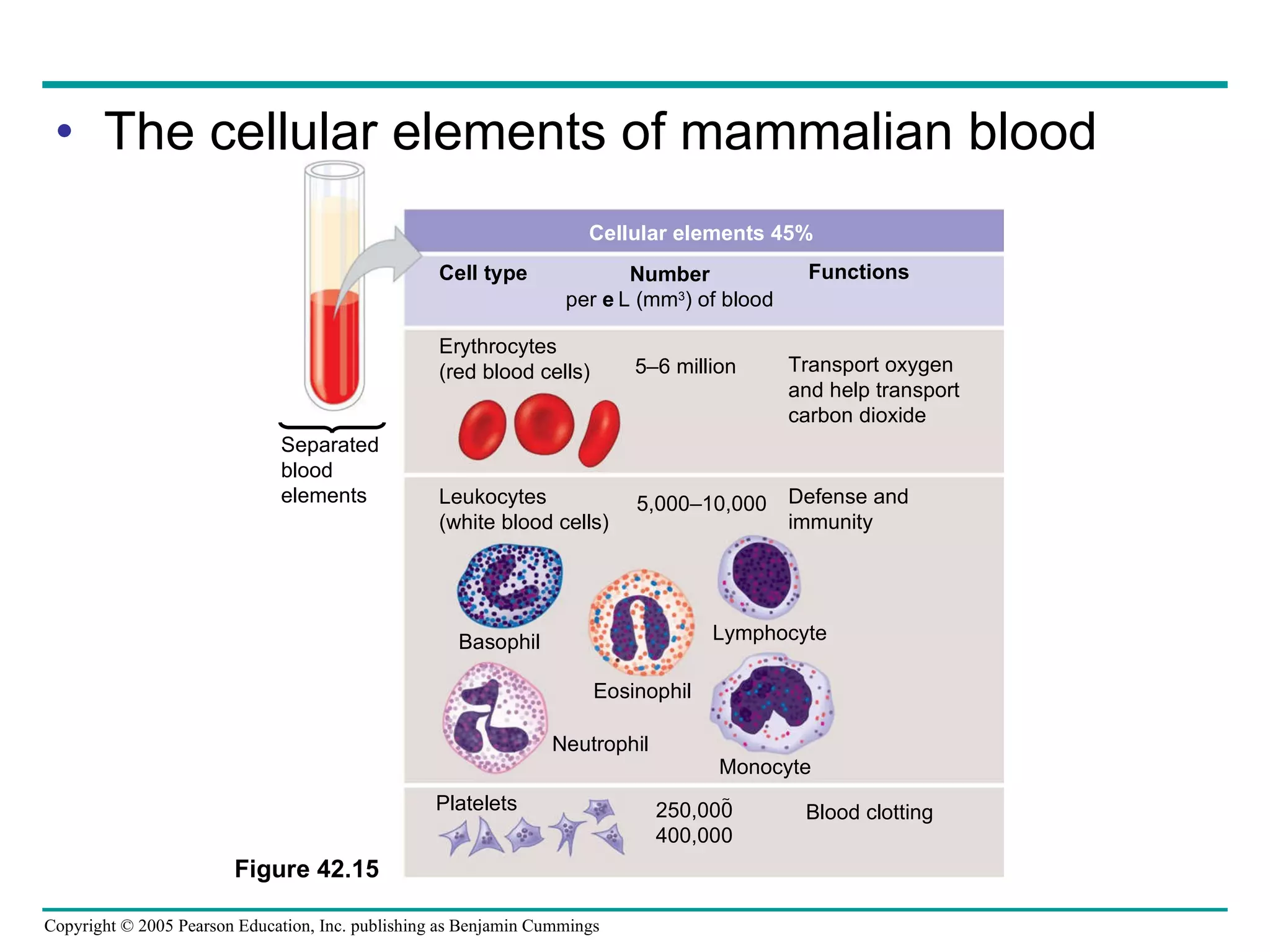 The cellular elements of mammalian blood Figure 42.15 Cellular elements 45% Cell type Number per L (mm 3 ) of blood Functions Erythrocytes (red blood cells) 5–6 million Transport oxygen and help transport carbon dioxide Leukocytes (white blood cells) 5,000–10,000 Defense and immunity Eosinophil Basophil Platelets Neutrophil Monocyte Lymphocyte 250,000 400,000  Blood clotting Separated blood elements 