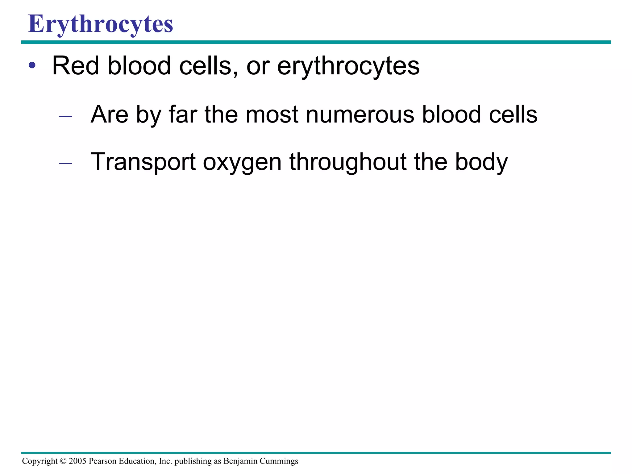 Erythrocytes Red blood cells, or erythrocytes Are by far the most numerous blood cells Transport oxygen throughout the body 